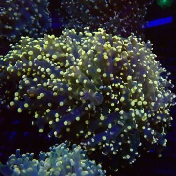EUHYLLIA Paradivisa Orange (4-5 poliepen)