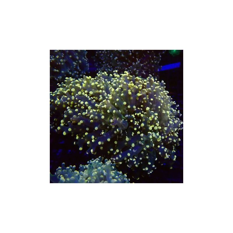 EUHYLLIA Paradivisa Orange (4-5 poliepen)