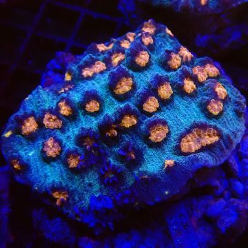 Mycedium elephantotus 5-6 cm