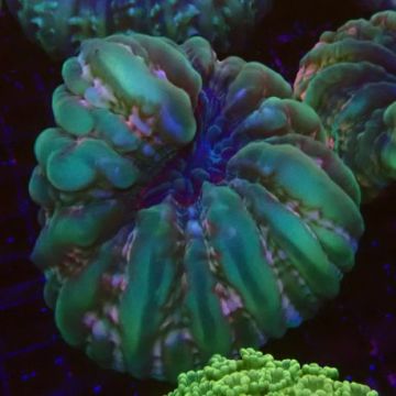 Cynarina lacrymalis Australie