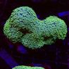 Alveopora vert petits polypes 6-8 cm