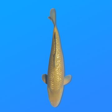 Koï Japon G. Chagoi éleveur Marusei 35-45 cm