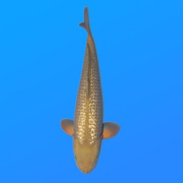 Koï Japon G. Chagoi éleveur Marusei 35-45 cm