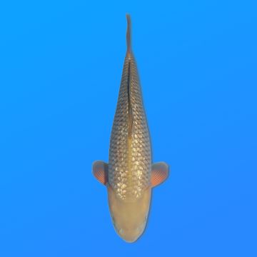 Koï Japon G. Chagoi éleveur Marusei 35-45 cm