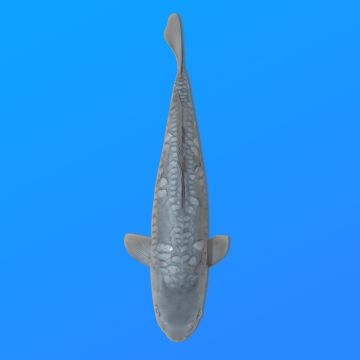 Koï Japon D. Soragoi éleveur Marusei 35-45 cm