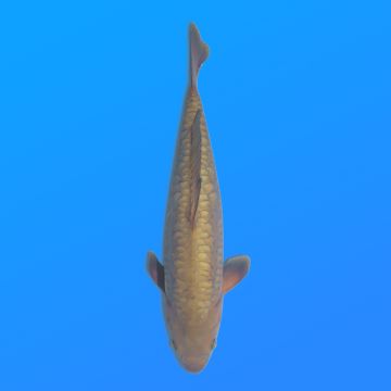 Koï Japon D. Chagoi éleveur Marusei 35-45 cm