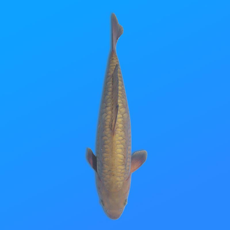 Koï Japon D. Chagoi éleveur Marusei 35-45 cm