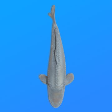 Koï Japon D. Soragoi éleveur Marusei 35-45 cm