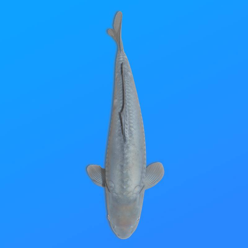 Koï Japon D. Soragoi éleveur Marusei 35-45 cm