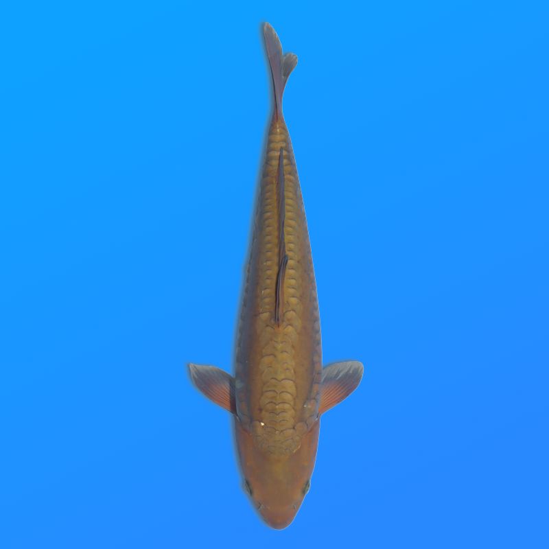 Koï Japon D. Chagoi éleveur Marusei 35-45 cm