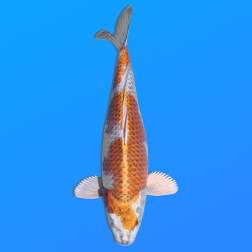 Koï Japon Kogane O. éleveur Seiki 38-41 cm
