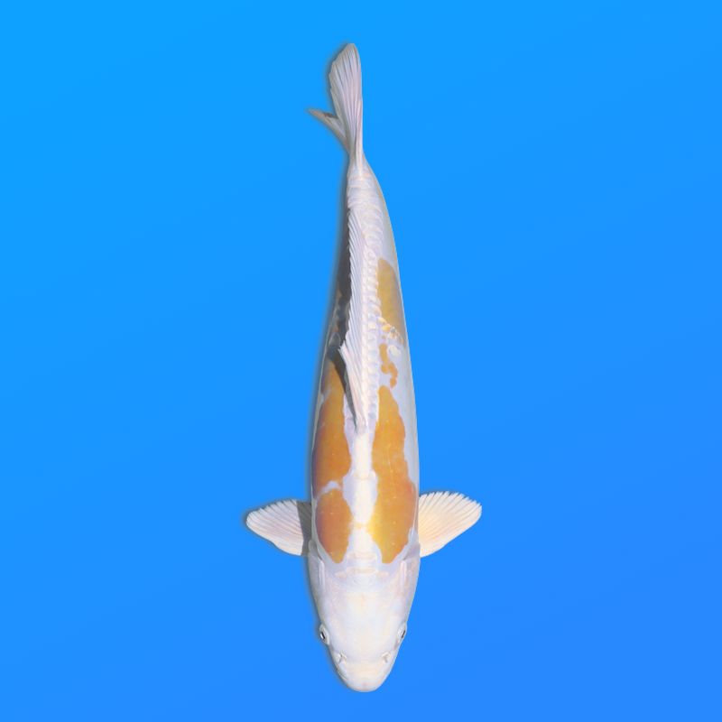 Koï Japon D. Hariwake éleveur Seiki 38-41 cm