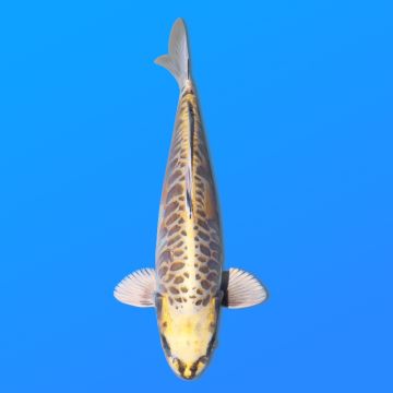 Koï Japon Kogane O. éleveur Seiki 38-41 cm