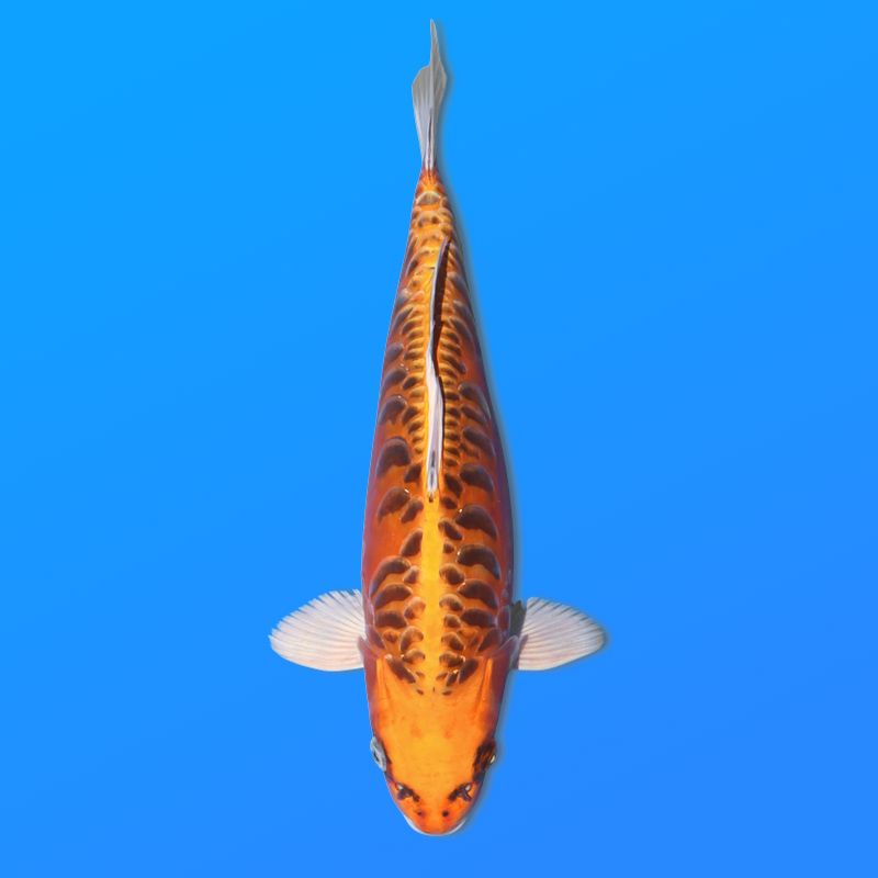 Koï Japon Kawarigoi éleveur Seiki 38-41 cm