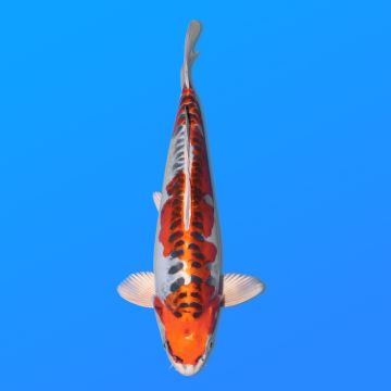 Koï Japon D. Kujaku éleveur Seiki 38-41 cm