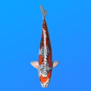 Koï Japon D. Kujaku éleveur Seiki 38-41 cm
