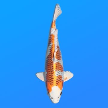 Koï Japon Kujaku éleveur Seiki 38-41 cm