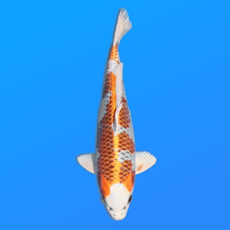 Koï Japon Kujaku éleveur Seiki 38-41 cm