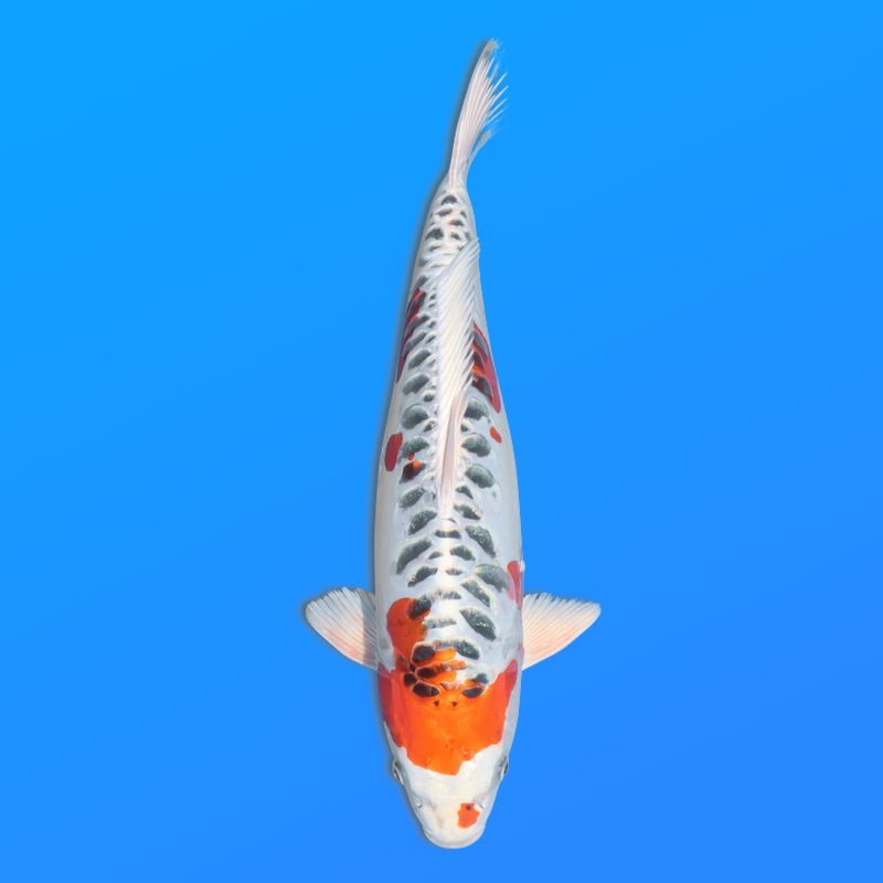 Koï Japon D. Kujaku éleveur Seiki 38-41 cm