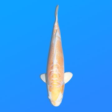 Koï Japon D. Hariwake éleveur Seiki 38-41 cm