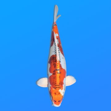 Koï Japon D. Kujaku éleveur Seiki 38-41 cm
