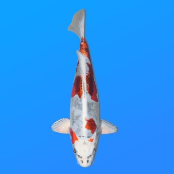 Koï Japon Beni Kiko éleveur Seiki 38-41 cm