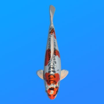 Koï Japon D. Kujaku éleveur Seiki 38-41 cm