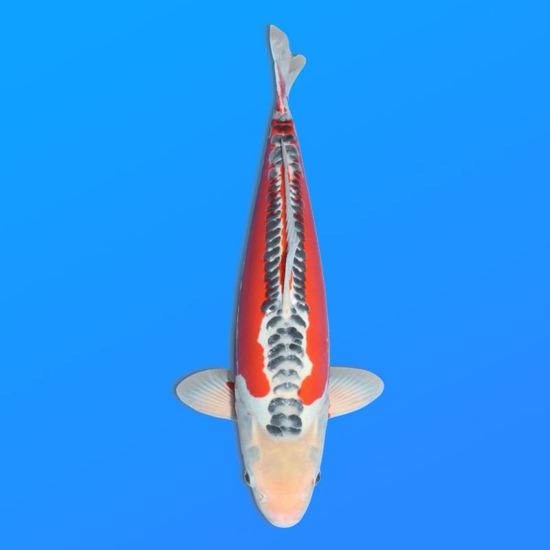 Koï Japon Shusui femelle  éleveur Seiki 47 cm