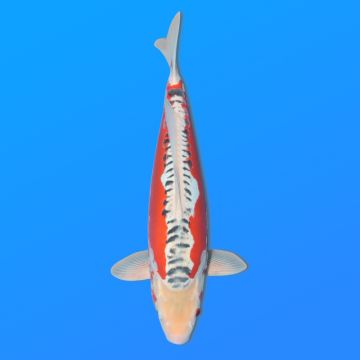 Koï Japon Shusui femelle  éleveur Seiki 50 cm