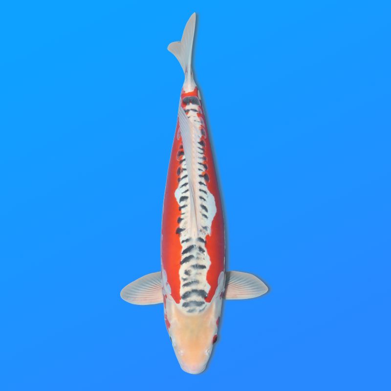 Koï Japon Shusui femelle  éleveur Seiki 50 cm