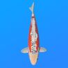 Koï Japon Shusui femelle  éleveur Seiki 50 cm