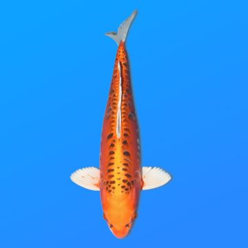 Koï Japon Kawari femelle  éleveur Seiki 50 cm