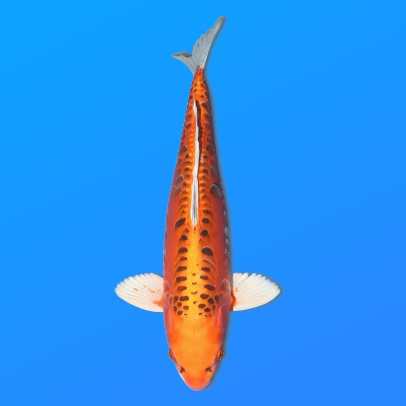 Koï Japon Kawari femelle  éleveur Seiki 50 cm