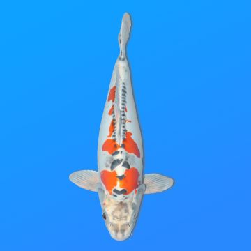 Koï Japon Beni Kiko femelle éleveur Seiki 50 cm