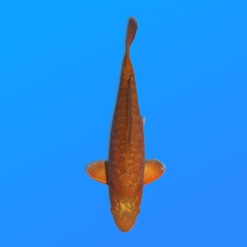 Koï Japon D. M. Chagoi éleveur Kase 34-36 cm