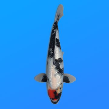 Koï Japon G. T. Showa éleveur Kase 34-36 cm