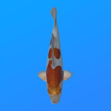 Koï Japon D. M. Ochiba éleveur Kase 34-36 cm