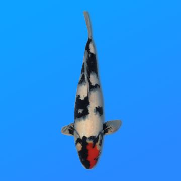 Koï Japon Tancho Showa éleveur Kase 34-36 cm