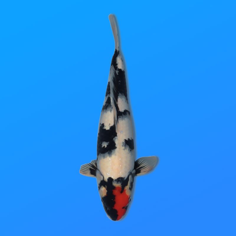 Koï Japon Tancho Showa éleveur Kase 34-36 cm