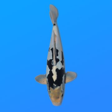 Koï Japon Kikokuryu éleveur Kase 34-36 cm