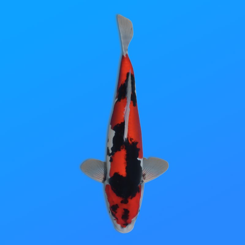 Koï Japon D. Showa éleveur Kase 34-36 cm