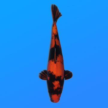 Koï Japon D. Hi Utsuri éleveur Kase 34-36 cm