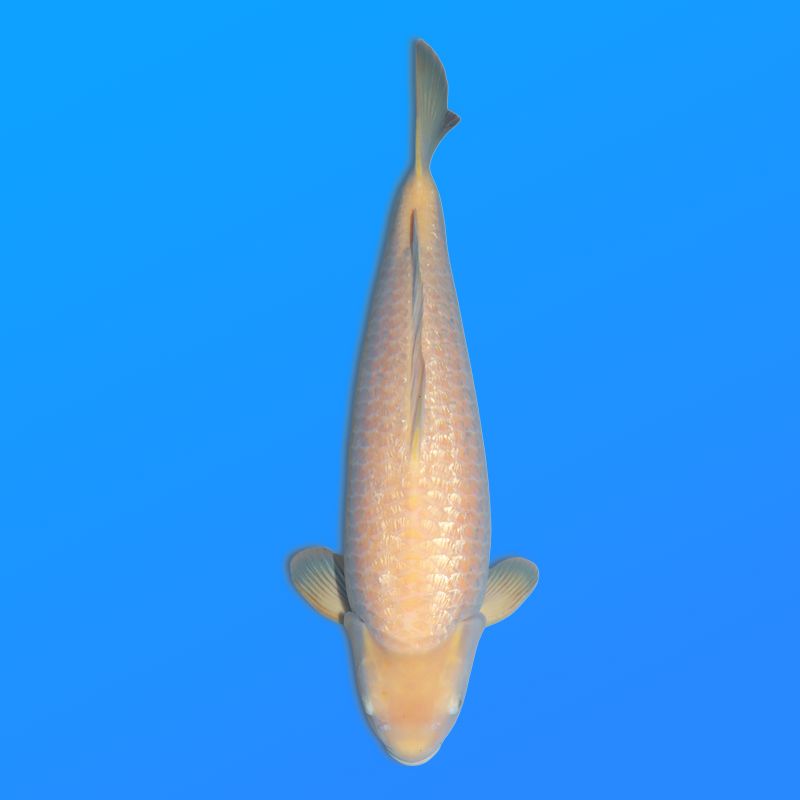 Koï Japon G. Karashigoi femelle éleveur Hoshikin 70 cm