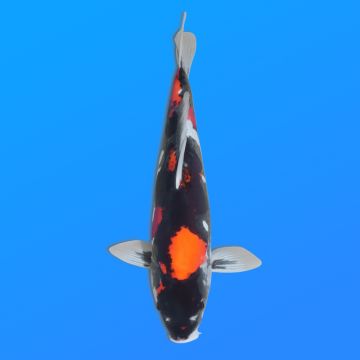 Koï Japon D. Showa éleveur Shinoda 35-43 cmKoï Japon D. Showa éleveur Shinoda 35-43 cm