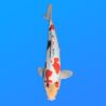 Koï Japon D. Showa éleveur Shinoda 35-43 cm