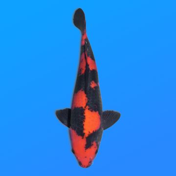 Koï Japon Hi Utsuri femelle éleveur Shinoda 48-50 cm
