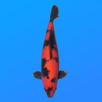 Koï Japon Hi Utusri éleveur Shinoda 35-43 cm