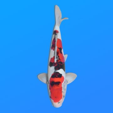 Koï Japon D. Showa éleveur Shinoda 35-43 cm