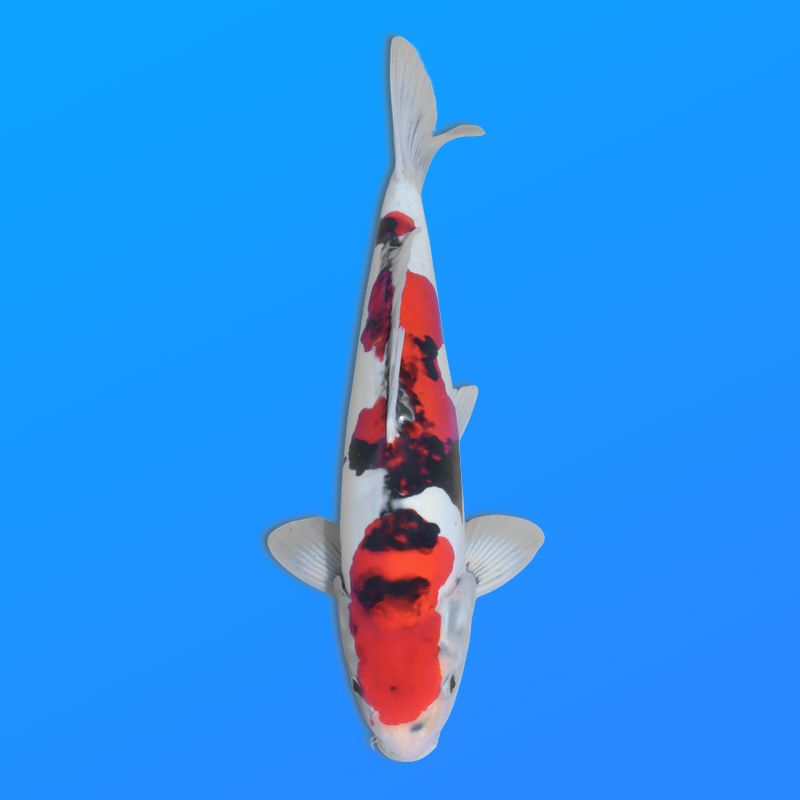 Koï Japon D. Showa éleveur Shinoda 35-43 cm