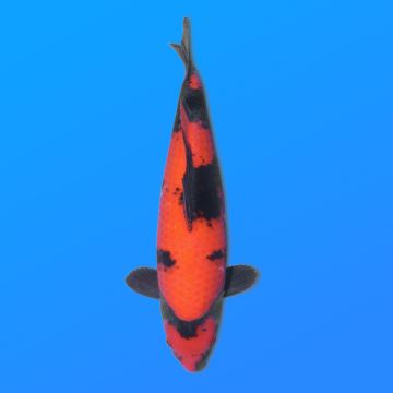 Koï Japon Hi Utsuri éleveur Shinoda 35-43 cm